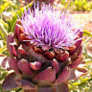 Meet your Posher, Bianca